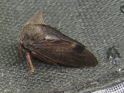 Centrotus cornutus